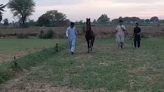 Horse owned by Asad Awais Hadi Gujrat saroki