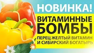 ВИТАМИННЫЕ БОМБЫ! ПЕРЦЫ СИБИРСКИЙ БОГАТЫРЬ и ЖЕЛТЫЙ ВИТАМИН