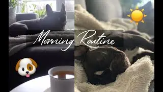 My Dogs Morning Routine! | FRENCHIE ☀️ ♡