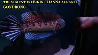 Ternyata Ini yang Bikin Dorsal&ekor Channa auranti GONDRONG warna pekat .simak baik2Treatmentnya.