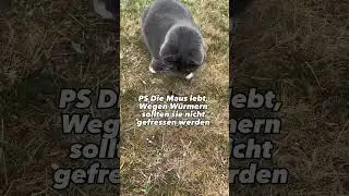 Katzen anlocken Sound! CatInfo #cat #catsofyoutube #katze