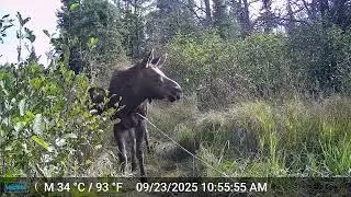 Greenwood Creek Boreal Forest Cow & Calf Moose 2