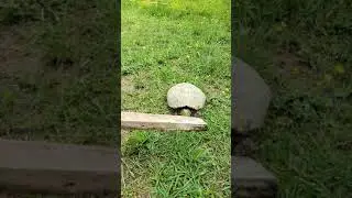 Snapping turtle bite slow mo