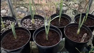 Elephant Garlic Update & Cultivating Dandelions 