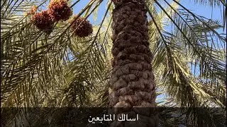 اسالة المشتركين في النخيل