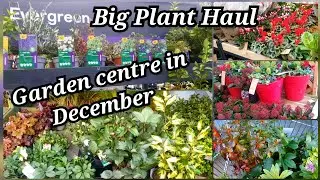 How garden centre is doing in December? Big plant haul - Evergreens, perennials, ground cover