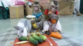 Baby Monkey Mori Dodo And Rabbit Happy To Join Vegetables For Lunch