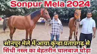 सिंधी नस्ल का चालबाज घोड़ा आया कुंडा प्रतापगढ़ से सोनपुर मेला |Sonpur Mela 2024 |Sonpur Horse Mela