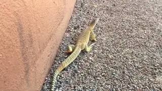 Sand Goanna