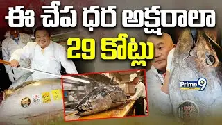 ఈ చేప ధర అక్షరాలా 29 కోట్లు |  Bluefin Tuna Sells For Record US$3.2 Million In Tokyo Fish Market
