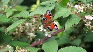 West Country Wildlife Haven 2023