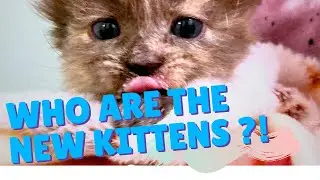 Caturday Cat Chat - 1/10/26