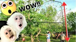 Building a MASSIVE Cage for our Baby Monkeys! 😲 | Capuchin Monkey | Pet Monkey