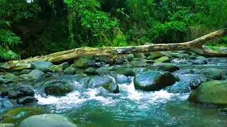 3 HOURS ASMR Nature Sounds | Tropical Forest Stream: Calming Water Trickles for Focus, Relaxation, 