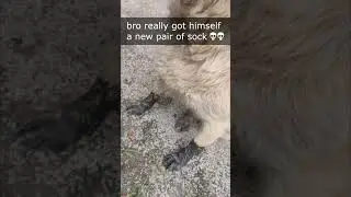 how is my sock lookin? #shorts #memes #dog