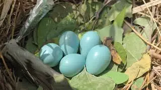 Common Myna Bird Eggs in the Nest For Hatching Chicks |Mynah Blue Eggs