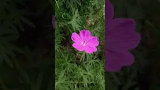 Лесная Герань в саду Природатерапия #природатерапия #сад #лесная_герань