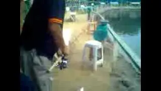 pancing siakap 4.5kg