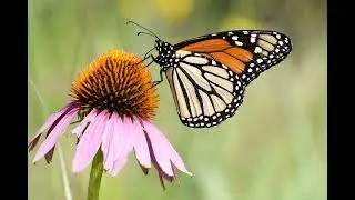 159 - Understanding Monarch Conservation with Mike Leahy and Rebeca Quiñonez-Piñón