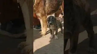 shorts #youtubeshorts #doglover #barking