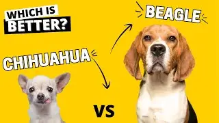 Beagle vs. Chihuahua: Which is Better?