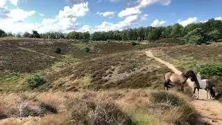 IJslandse paarden in zomerstorm