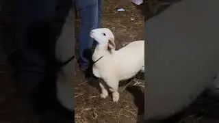 banur goat 🐐