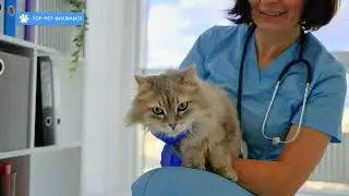 Top Pet Insurance 5