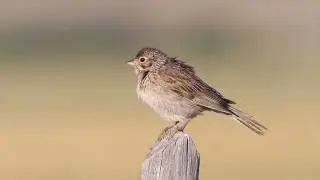 Vesper Sparrow