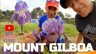 Biblical Mount Gilboa In Full Bloom | From King Saul To Mark Twain