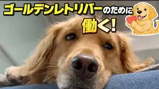 【Vlog】22歳社会人とゴールデンレトリバーの１日の流れ
