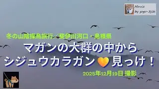 斐伊川河口・島根県／シジュウカラガン見っけ💛 #野鳥 #シジュウカラガン #マガン #宍道湖