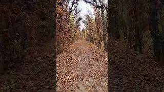 Fall in Austria, Vienna, Sch&ouml;nbrunn