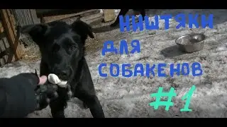 Ништяки для собакенов #1: первая десятка