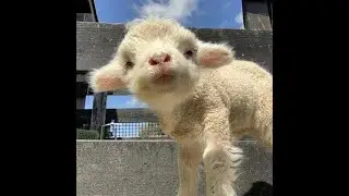 😸 Потрясающе смешные видео с животными для поднятия настроения! 🐈 Улыбнитесь! 🐱