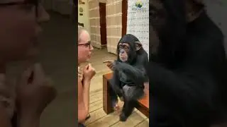 Macaco fofo #shorts