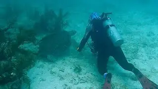 Very chill sea turtle relaxes on the reef with scuba diver