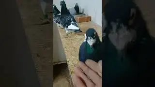 Wings Unfurled The Pigeon Chronicles 11 10