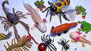 Amazing Toy Insects, Amphibians, Wild Animals, and Arachnids - Spider, Axolotls, Red Panda, Panda