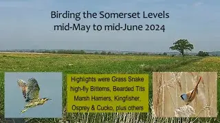 Birding the Somerset Levels in May & June 2024