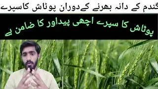 potash spray during grain filling stage of wheat || milking stage of wheat || @sanaullahagrarian