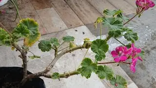 Trying to save my dying Geranium plant.