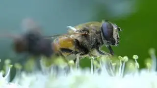 Mittlere Keilfleckschwebfliege (Eristalis interrupta)