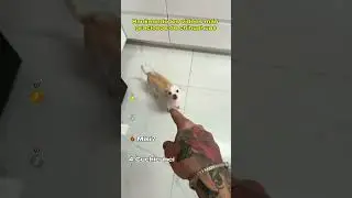 Rankeando los Videos m&aacute;s Graciosos de Chihuahuas                               #perros