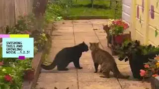 An Epic Cat Fight !