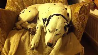 Harvey the Dalmatian barking in his sleep