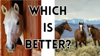 Best Practices for Horse Husbandry | Lessons from the Wild