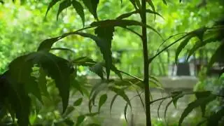 Microcosm - National Institute of Design, Gandhinagar after a rainy day [HD]