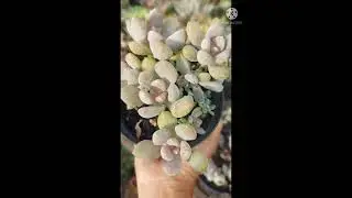 Suculenta COR DE ROSA (ou que ficam, de acordo com o cultivo) #Shorts