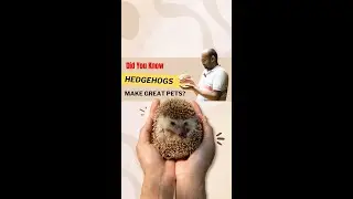 Did you know hedgehogs make great pets? | Vishaknath Venkatrajan